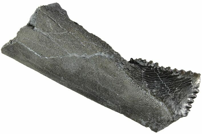 Bizarre Edestus Shark Tooth In Jaw Section - Carboniferous #238488